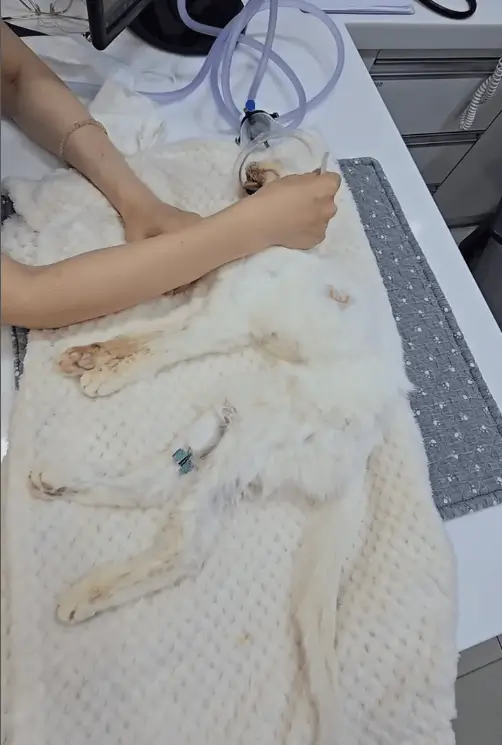 Kang Seo-ha deathveterinary' 'white' 'rabbit' 'anesthesia' 'examination.